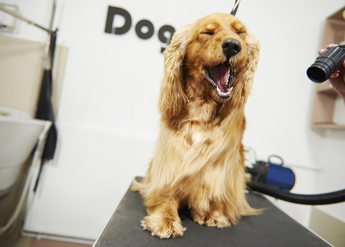 Salon de Toilettage Canin et Félin à Samer | Zoocosméthologie et Bien-être Animal