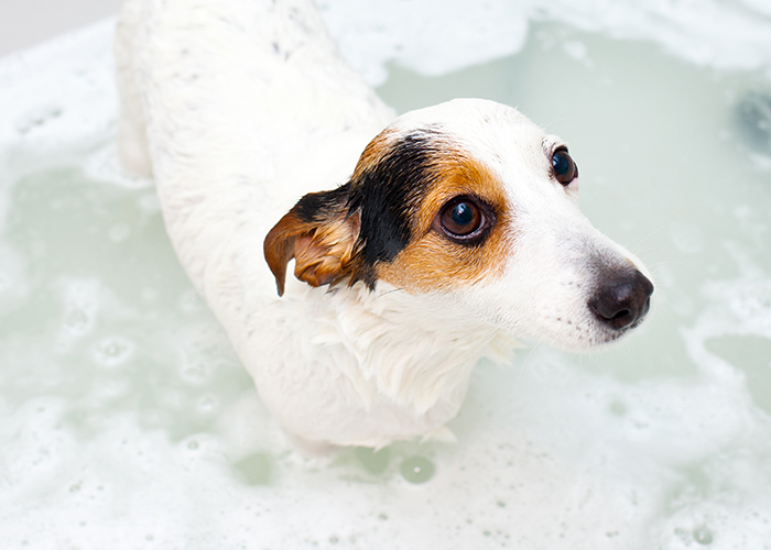 Balnéothérapie pour chiens à Samer | Soins bien-être animal avec Sidonie Sergent
