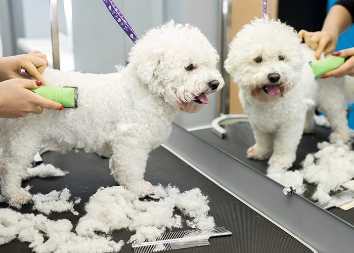 Vos chiens et chats choyés à Samer | Toilettage et Bien-être avec Sidonie Sergent